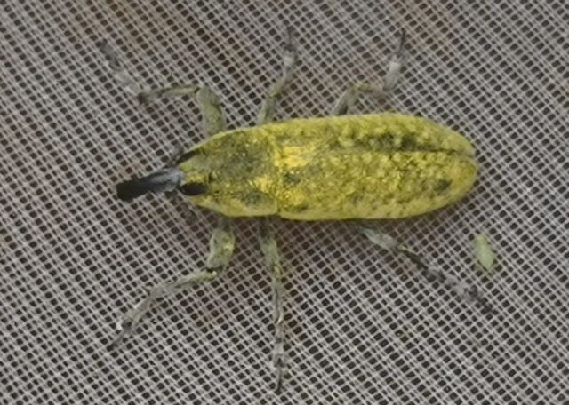 Lixus rubicundus - laboda-dudvabarkó