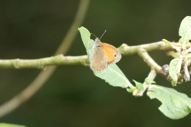 Coenonympha pamphilus - kis szénalepke Coenonympha pamphilus - kis szénalepke
