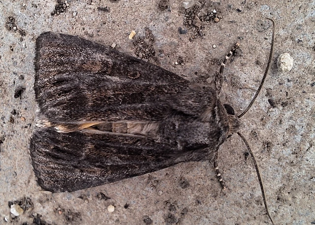 Thalpophila matura - fakó erdeibagoly