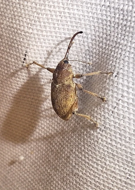 Curculio propinquus - halvány zsuzsóka