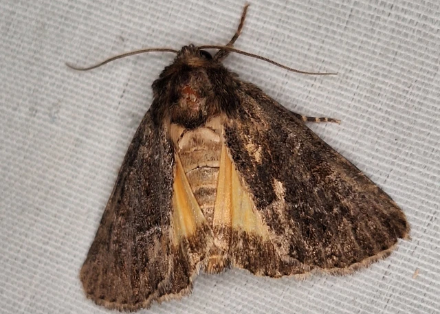 Thalpophila matura - fakó erdeibagoly