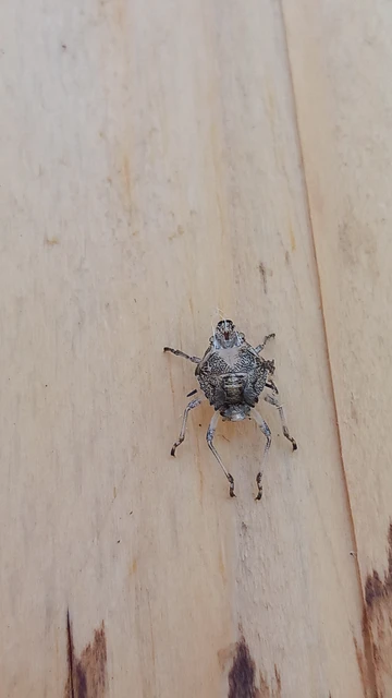 Halyomorpha halys - ázsiai márványospoloska