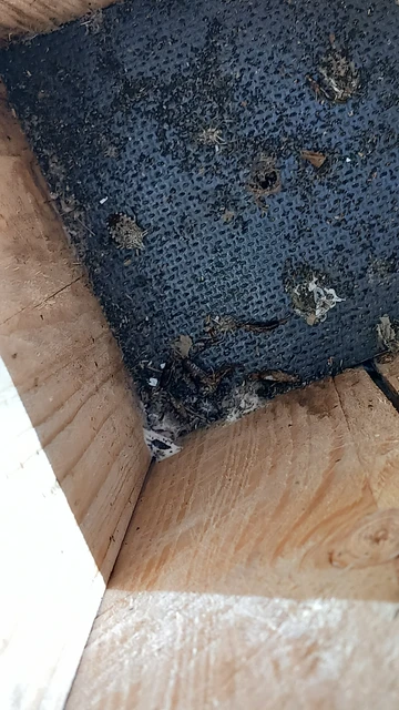 Halyomorpha halys - ázsiai márványospoloska