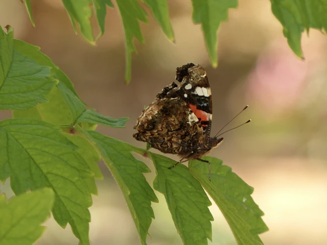 Vanessa atalanta - atalantalepke