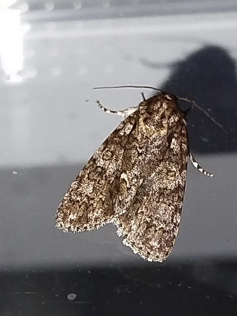 Acronicta rumicis - sóska-szigonyosbagoly