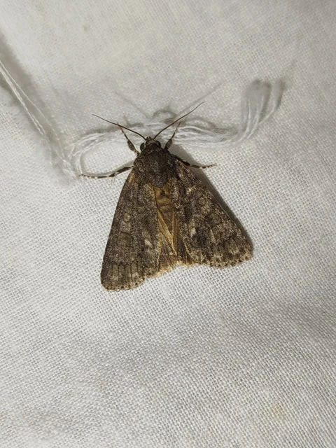 Acronicta rumicis - sóska-szigonyosbagoly