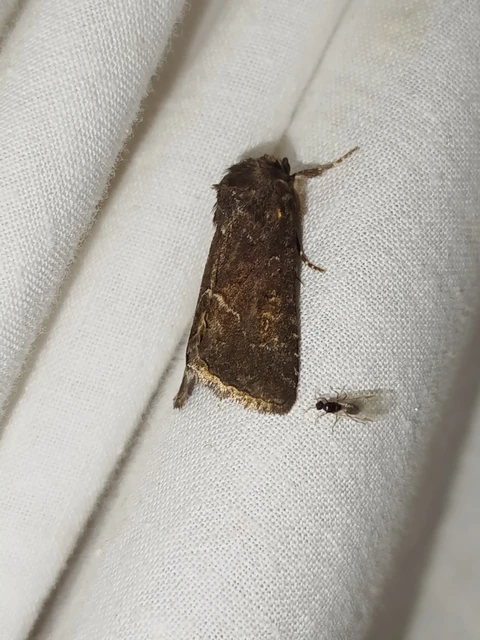 Thalpophila matura - fakó erdeibagoly