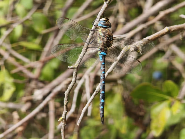 Aeshna mixta - kései karcsúacsa