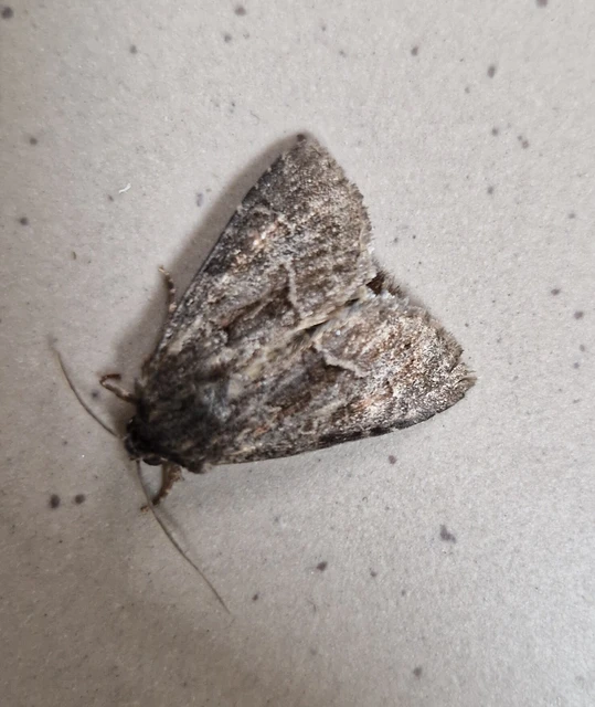 Thalpophila matura - fakó erdeibagoly