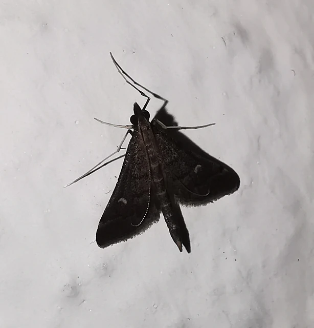 Dolicharthria punctalis - hosszúlábú tűzmoly