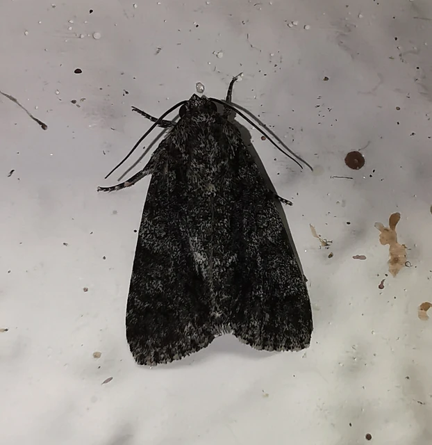 Acronicta rumicis - sóska-szigonyosbagoly