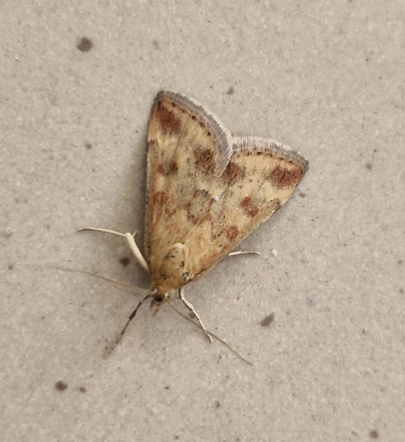 Pyrausta despicata - réti bíbormoly