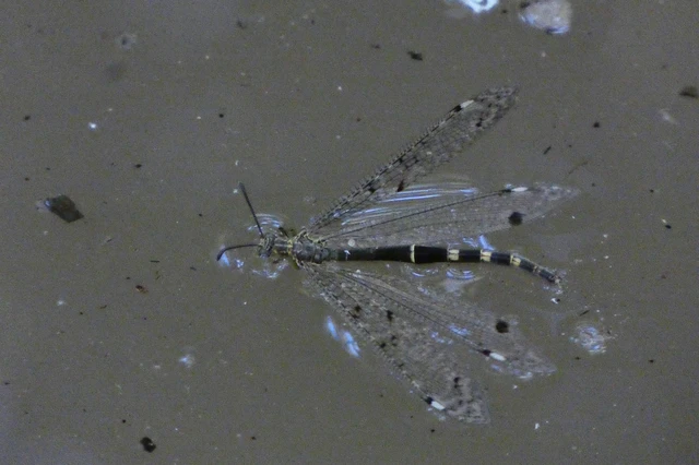 Distoleon tetragrammicus - négyfoltos hangyaleső Distoleon tetragrammicus - négyfoltos hangyaleső