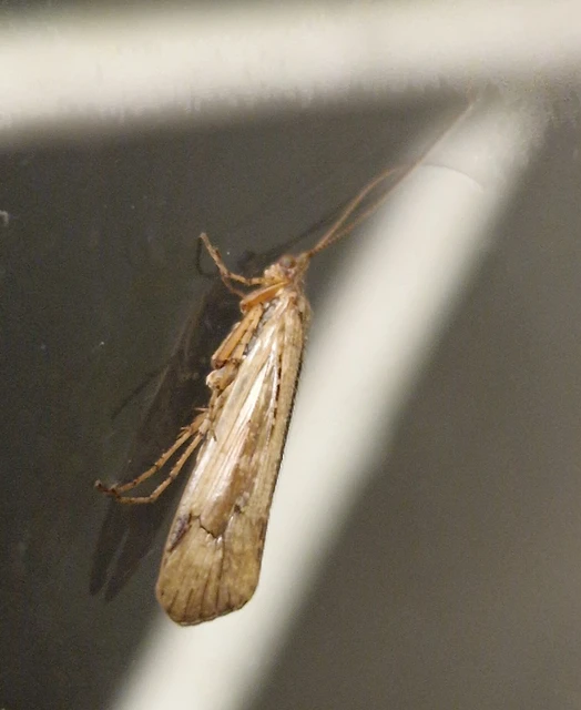 Trichoptera - Tegzesek