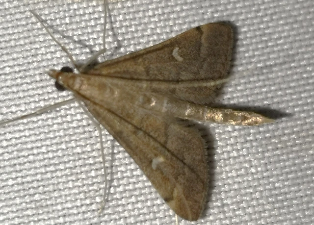 Dolicharthria punctalis - hosszúlábú tűzmoly