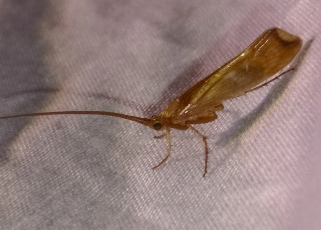Trichoptera - Tegzesek