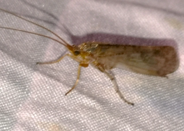 Trichoptera - Tegzesek