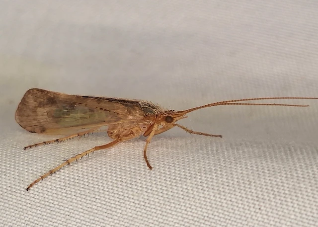 Trichoptera - Tegzesek