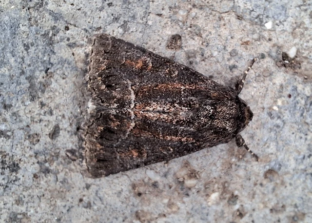 Thalpophila matura - fakó erdeibagoly