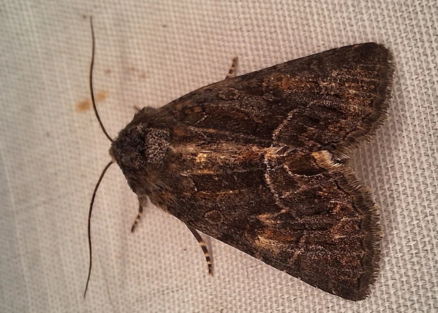 Thalpophila matura - fakó erdeibagoly