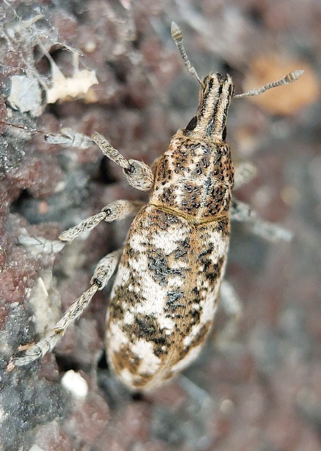 Cyphocleonus dealbatus - márványos barkó