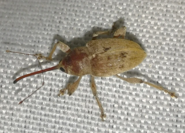 Curculio propinquus - halvány zsuzsóka