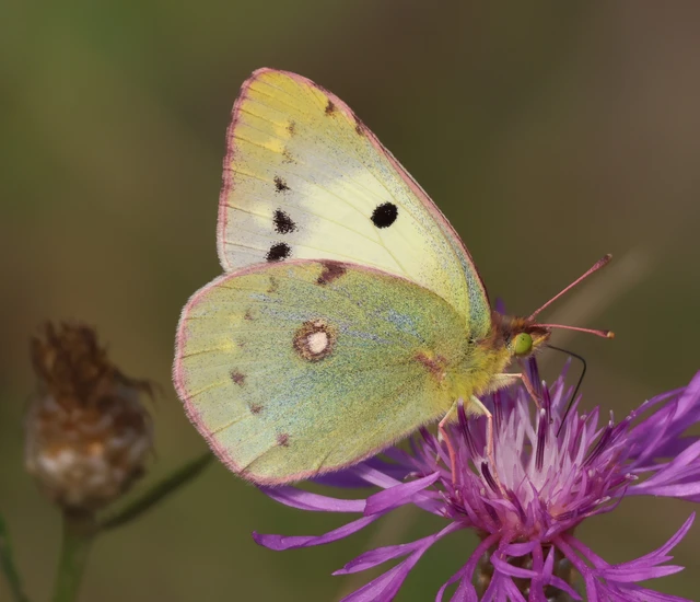 Colias croceus - sáfránylepke