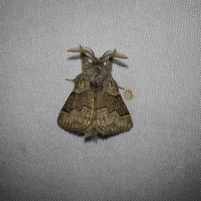 Trichiura crataegi - galagonyaszövő Trichiura crataegi - galagonyaszövő