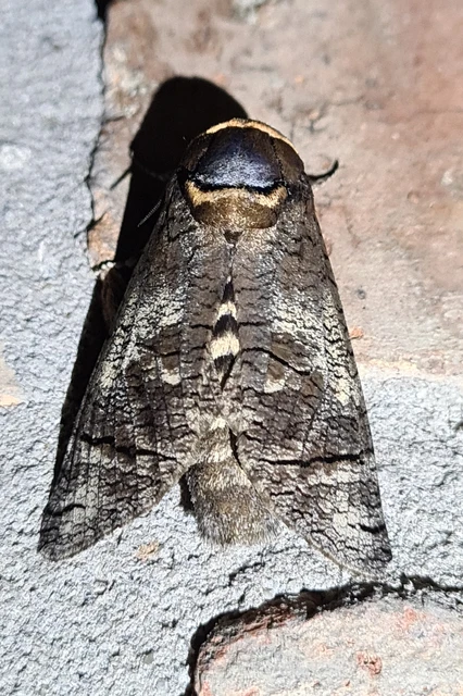 Cossus cossus - fűzfarontólepke