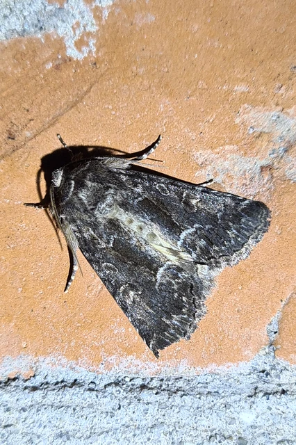 Thalpophila matura - fakó erdeibagoly