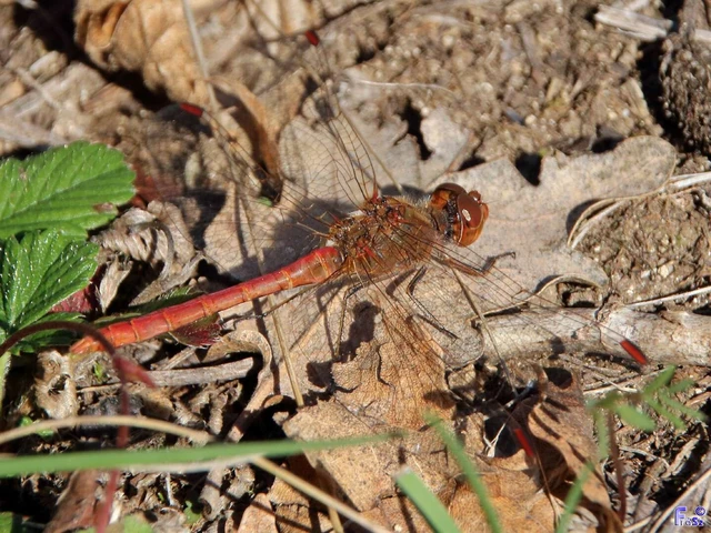Sympetrum meridionale - fakó katona-szitakötő