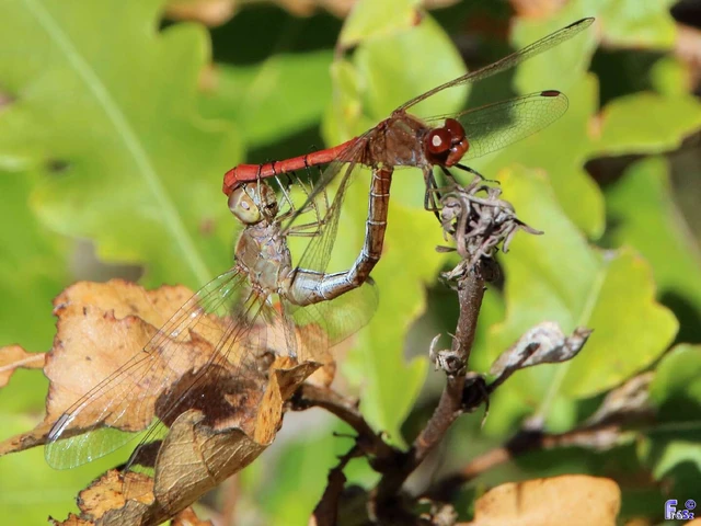 Sympetrum meridionale - fakó katona-szitakötő