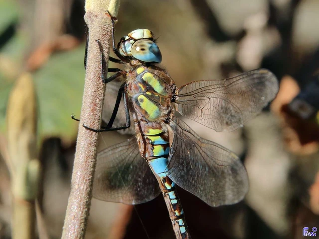 Aeshna mixta - kései karcsúacsa