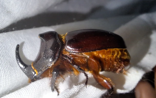 Oryctes nasicornis - orrszarvú bogár Oryctes nasicornis - orrszarvú bogár