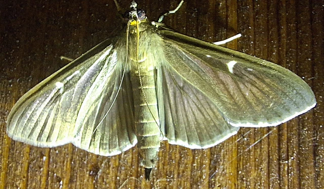 Cydalima perspectalis - puszpáng-tűzmoly