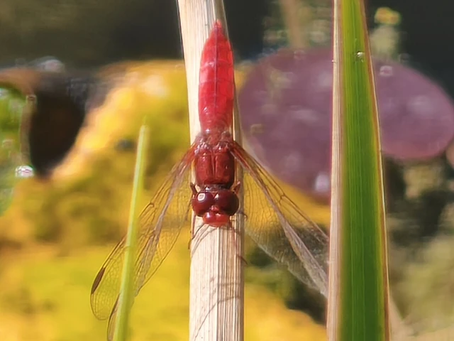 Crocothemis erythraea - skarlát szitakötő Crocothemis erythraea - skarlát szitakötő