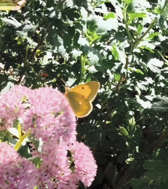 Colias croceus - sáfránylepke