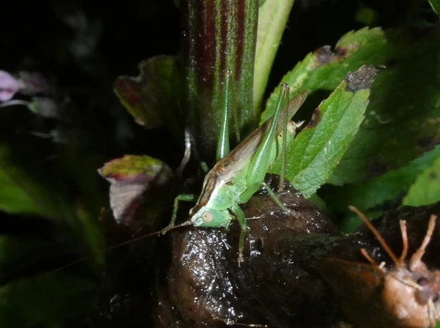 Conocephalus fuscus - kis kúpfejűszöcske