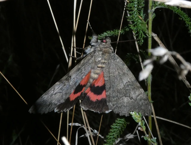 Catocala nupta - piros övesbagoly Catocala nupta - piros övesbagoly