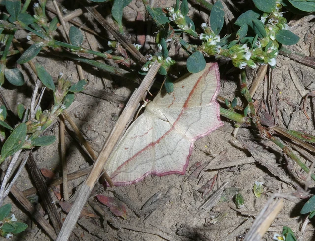 Timandra comae - piroscsíkos csipkésaraszoló