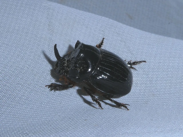 Copris lunaris - közönséges holdszarvú-ganéjtúró