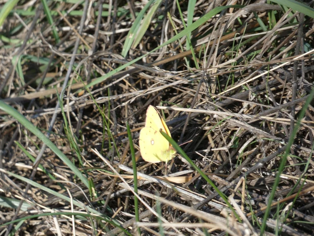 Colias croceus - sáfránylepke