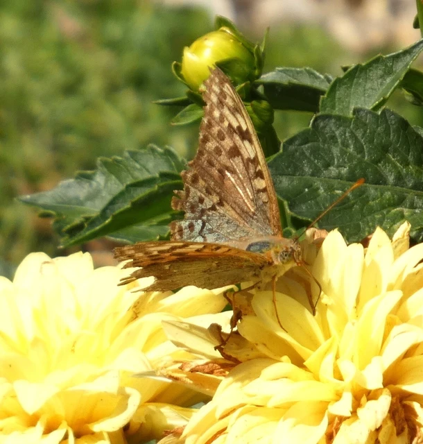 Argynnis pandora - zöldes gyöngyházlepke Argynnis pandora - zöldes gyöngyházlepke