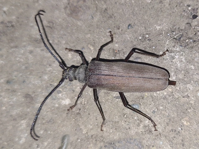 Aegosoma scabricorne - diófacincér
