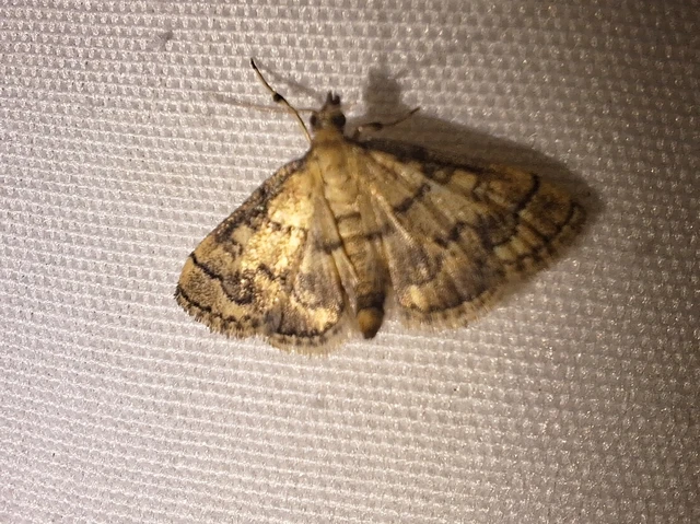 Metasia ophialis - kígyósávos tűzmoly