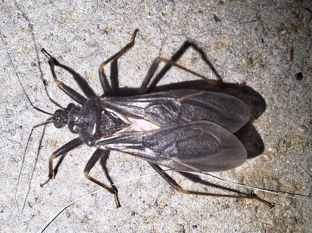 Reduvius personatus - szemetes zugpoloska Reduvius personatus - szemetes zugpoloska