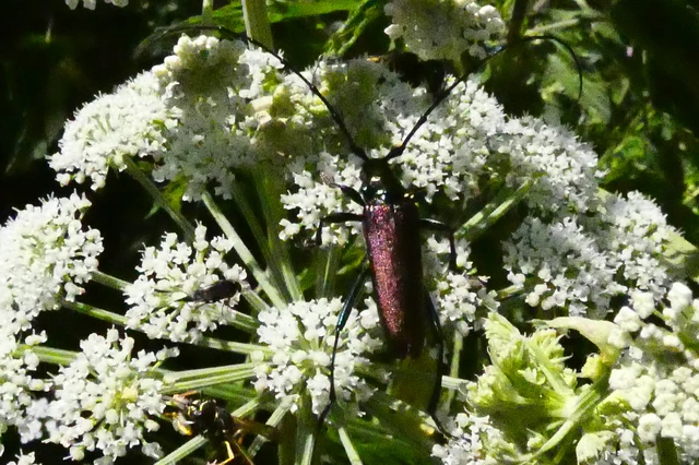 Aromia moschata - pézsmacincér Aromia moschata - pézsmacincér