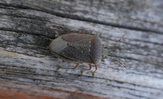Nezara viridula - zöld vándorpoloska Nezara viridula - zöld vándorpoloska