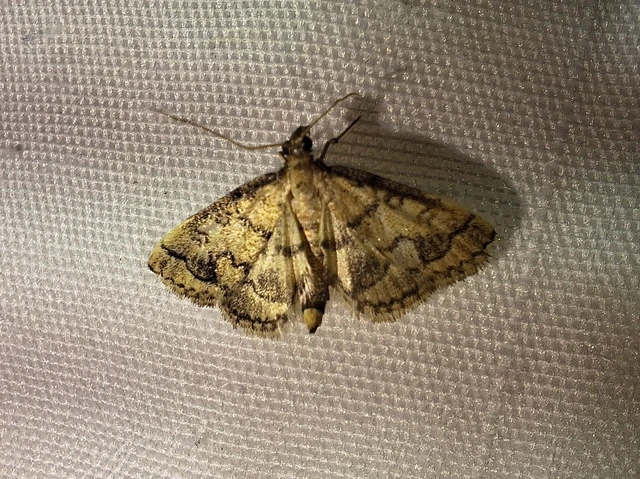 Metasia ophialis - kígyósávos tűzmoly