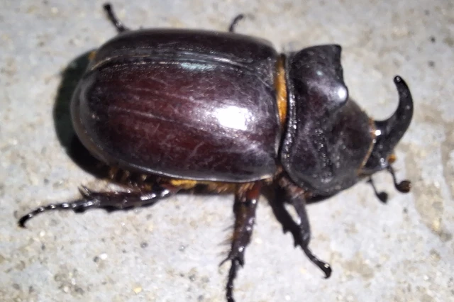 Oryctes nasicornis - orrszarvú bogár Oryctes nasicornis - orrszarvú bogár